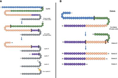 The Role of Apelin–APJ System in Diabetes and Obesity